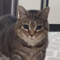 Cat author ✨