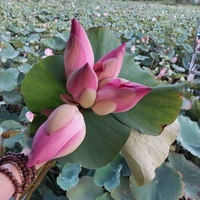 thần chết