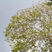Tui