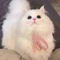 Mèo Bông