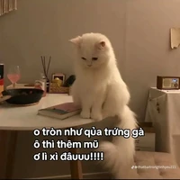 T/G siu lười~
