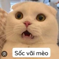 những ng có mặt