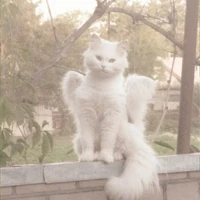 hệ thống Perlena