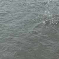 Tác giả chứ ai..