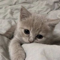 meow