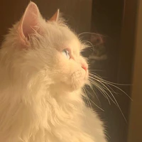 cotton