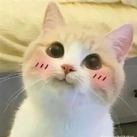 captain hình dạng mèo