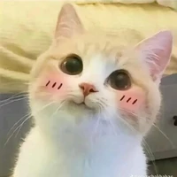 captain hình dạng mèo