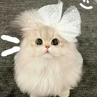 con tác giả iu mèoooo