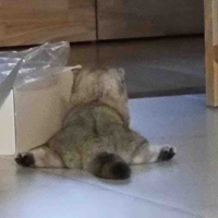 Mèo