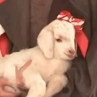 Tác giả thù dai💢