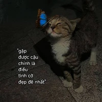 T. Ngân