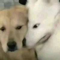 tác giả chu che