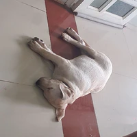 boss nhà GiHun 🌷(Sầu)