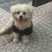 Bảo bối à em lại như vậy rồi