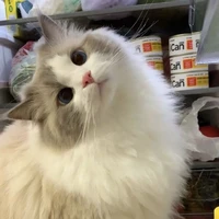 chichi