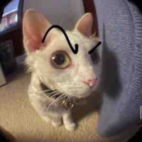 Halie