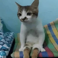 Tác giả