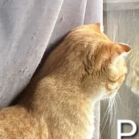 Meow