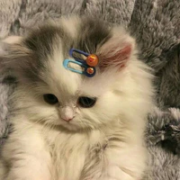 t/g meow