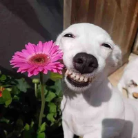 oioioi