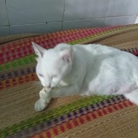 All- Đa NVP