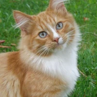 Trần Kha ( Dạng Mèo )