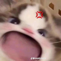 mèo lớn