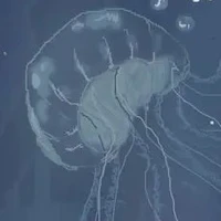 Hệ thống 029 dạng Sứa