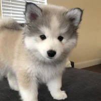 Cookie