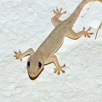 bé thằn lằn cute:3