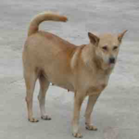Con quỷ trà xanh mất nết(an nhiên)