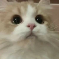 trang cá nhân trên mxh