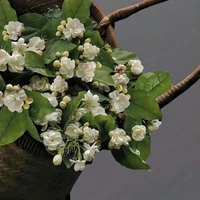 Mẹ của Minh Yên 