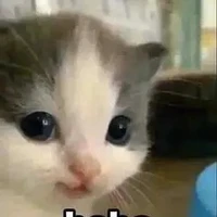 Cá >-<