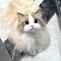 MiMi