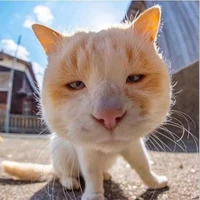 (t/g) con mèo