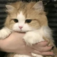 『_ •°Lotus°•_』