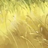 Tộc Hồ ly