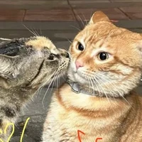 nhỏ tác giả