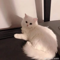 mèo juju