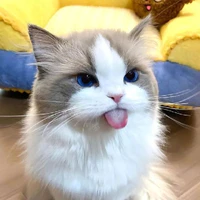 Mèo_Cap
