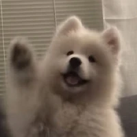 Cún_Nicky