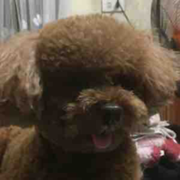 Susi