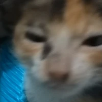 mèo béo