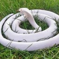 white shore(Bé Na của Who)