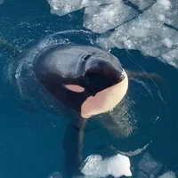 Nghiện bánh tráng nướng 🎉