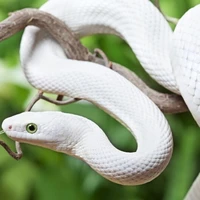 Kaburamaru