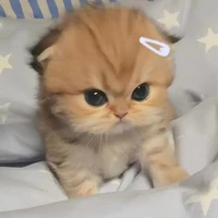 Hệ thống 108(rin)