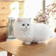 Dạng mèo của Anh Tú